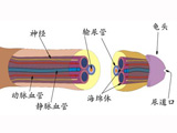 你的“小弟弟”还年轻吗？