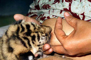 全球最令人咋舌的巨乳妙用奇闻趣事