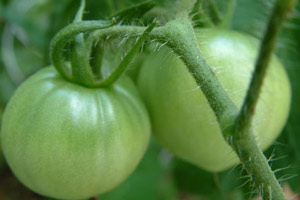 14种常见食物 会害你丢了小命