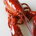 市场惊现虾蟹兴奋剂海水晶 过量食用有害