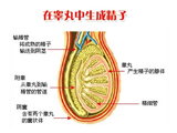 全面图解男人精子与精液健康