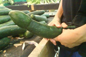 增强男性阴茎力度的六大秘笈