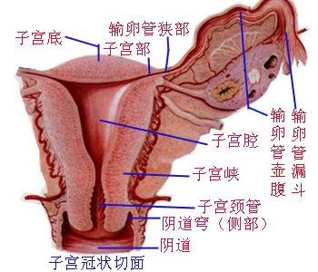 女性生殖器高清图
