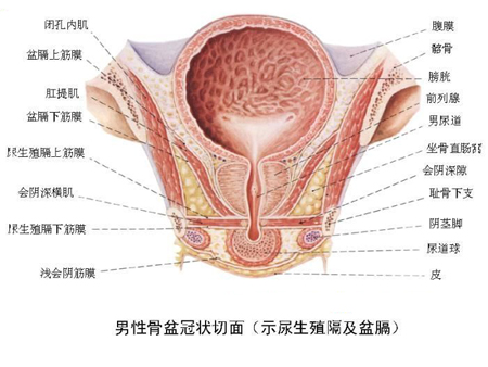 男性生殖器高清图,阴茎图