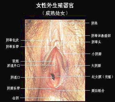 阴道图片,美女阴道图片