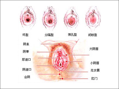 阴道图片,美女阴道图片