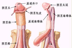 阴茎按摩保健大全 真人示范图