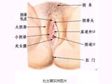 揭秘女性处女膜的真正作用