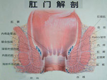 肛门疾病 肛门瘙痒该怎么治疗