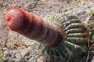 小阴茎如何照样干大事