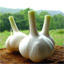 大蒜12种不为人知的功效