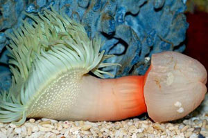 男人阴茎应怎样护理