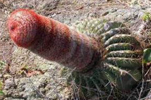 健康阴茎的标准长相