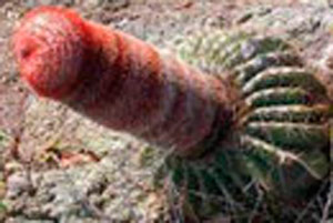 男人阴茎勃起的秘密