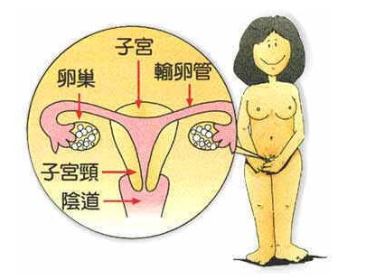 女性阴道生殖系统解剖图
