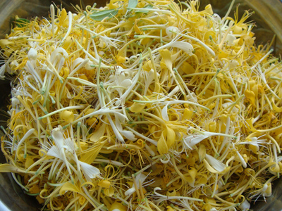 金银花茶