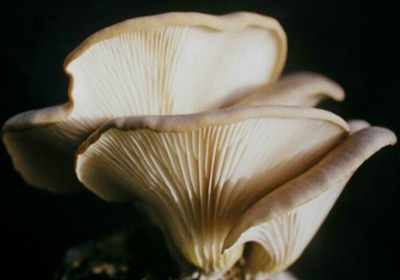 鲍鱼菇