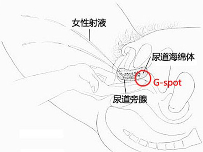 锁定女人G点 让爱爱极致到底