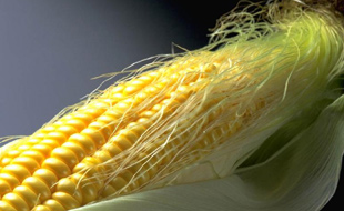 玉米须煲汤喝出男人夏季强健