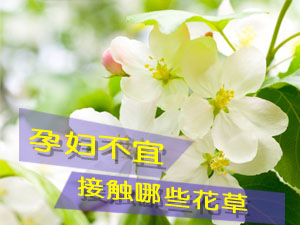 孕妇不宜接触哪些花草