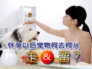 怀孕以后宠物何去何从