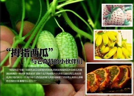 盘点“拇指西瓜”和它奇特的小伙伴们
