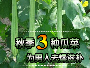 秋季三种瓜菜为男人去燥滋补