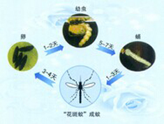 如何预防登革热 灭蚊最关键