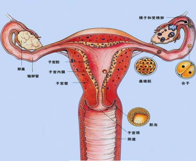 输卵管对女人有多重要输卵管对女人有多重要