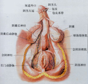 最详细男人生殖器图解(多图）