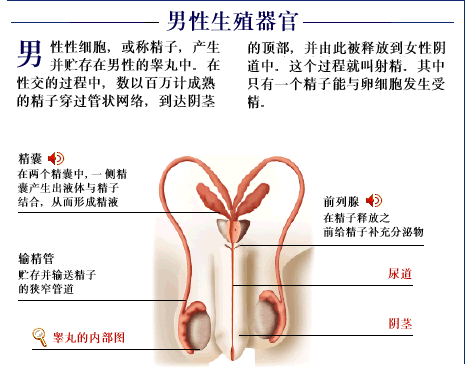 最详细男人生殖器图解(多图）