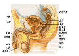 最详细男人生殖器图解(多图）