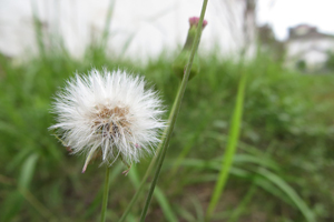 小药方：敷蒲公英，促伤口愈合