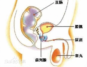 什么是前列腺？前列腺的作用有哪些什么是前列腺？前列腺的作用有哪些