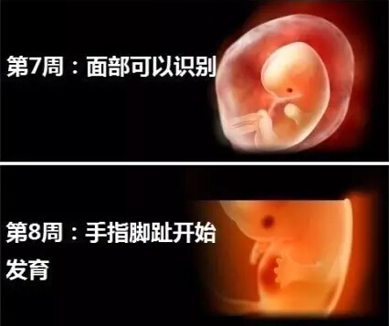 神奇的胎儿出生之旅神奇的胎儿出生之旅
