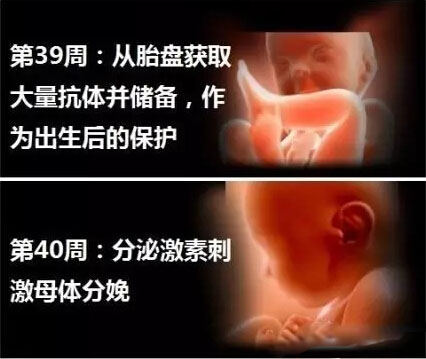 神奇的胎儿出生之旅神奇的胎儿出生之旅
