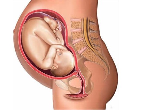 图解孕妇体内胎儿发育全过程(图)图解孕妇体内胎儿发育全过程(图)
