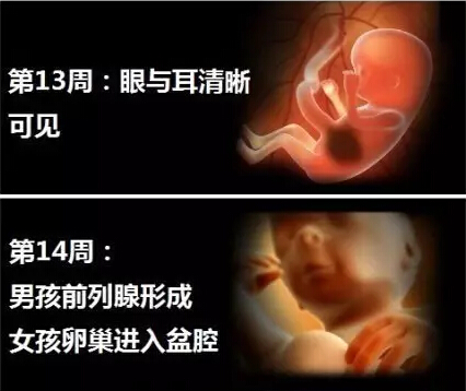 神奇的胎儿宫内40周 绝对震撼你的心灵神奇的胎儿宫内40周 绝对震撼你的心灵