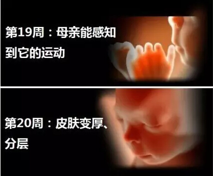 神奇的胎儿宫内40周 绝对震撼你的心灵神奇的胎儿宫内40周 绝对震撼你的心灵