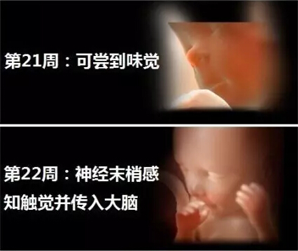 神奇的胎儿宫内40周 绝对震撼你的心灵神奇的胎儿宫内40周 绝对震撼你的心灵