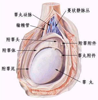 科普：睾丸结构图解科普：睾丸结构图解