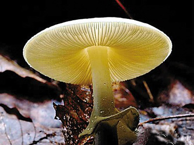科普：那些常见的有毒蔬果毒蘑菇1.jpg