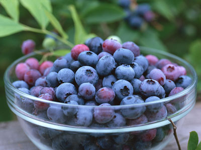 说说莓果的养生功效说说莓果的养生功效蓝莓3.jpg