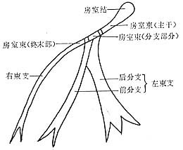 心率失常（图一）